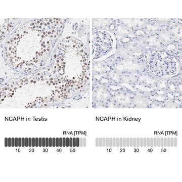 Anti-NCAPH antibody produced in rabbit Prestige Antibodies&#174; Powered by Atlas Antibodies, affinity isolated antibody, buffered aqueous glycerol solution