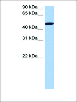 Anti-SerBP1 (AB1) antibody produced in rabbit affinity isolated antibody