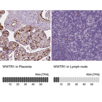 Monoclonal Anti-WWTR1 antibody produced in mouse Prestige Antibodies&#174; Powered by Atlas Antibodies, clone CL0371, purified immunoglobulin, buffered aqueous glycerol solution