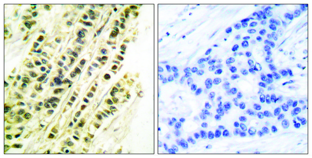 Anti-SRF antibody produced in rabbit affinity isolated antibody