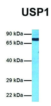 Anti-USP1 (C-terminal) antibody produced in rabbit affinity isolated antibody