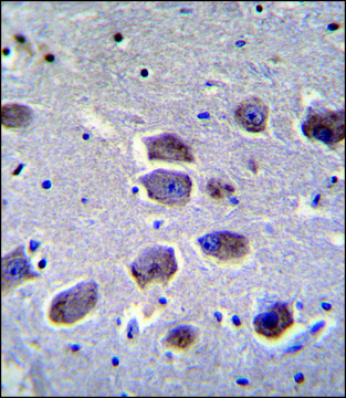 ANTI-NAT12 (C-TERM) antibody produced in rabbit IgG fraction of antiserum, buffered aqueous solution