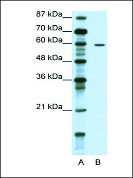 Anti-TRIM62 antibody produced in rabbit IgG fraction of antiserum