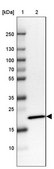 Anti-C20ORF27 antibody produced in rabbit Prestige Antibodies® Powered by Atlas Antibodies, affinity isolated antibody, buffered aqueous glycerol solution