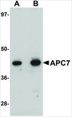 Anti-APC7 antibody produced in rabbit affinity isolated antibody, buffered aqueous solution