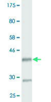 Monoclonal Anti-HOXD3 antibody produced in mouse clone 3C2, purified immunoglobulin, buffered aqueous solution