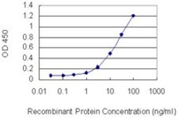 Monoclonal Anti-RPS6KA6 antibody produced in mouse clone 3A1, purified immunoglobulin, buffered aqueous solution