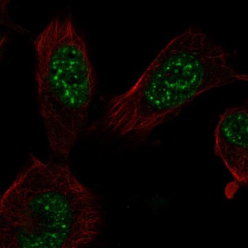 Anti-E2F7 antibody produced in rabbit Prestige Antibodies&#174; Powered by Atlas Antibodies, affinity isolated antibody