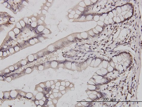 Monoclonal Anti-GABPA antibody produced in mouse clone 1D6, purified immunoglobulin, buffered aqueous solution