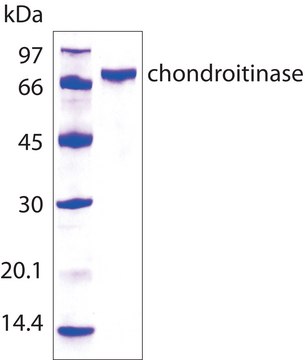 Chondroitinase&#160;AC from Flavobacterium heparinum recombinant, expressed in E. coli, &#8805;200&#160;units/mg protein, For Chondroitin Sulfate Analysis