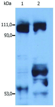 Anti-Kinesin antibody produced in rabbit