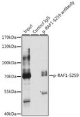 Anti-Phospho-RAF1-S259 antibody produced in rabbit