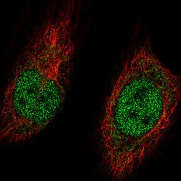 Anti-MGA antibody produced in rabbit Prestige Antibodies&#174; Powered by Atlas Antibodies, affinity isolated antibody