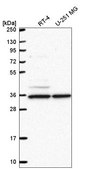 Anti-NAA35 antibody produced in rabbit Prestige Antibodies® Powered by Atlas Antibodies, affinity isolated antibody