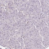 Anti-TRERF1 antibody produced in rabbit Prestige Antibodies® Powered by Atlas Antibodies, affinity isolated antibody, buffered aqueous glycerol solution