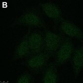 Anti-phospho-Chk1(Ser345) Antibody, clone 3D14 ZooMAb® Rabbit Monoclonal recombinant, expressed in HEK 293 cells