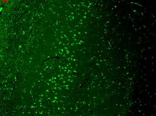 Monoclonal Anti-TRPV3 antibody produced in mouse clone S15-4, 1 mg/mL, purified immunoglobulin