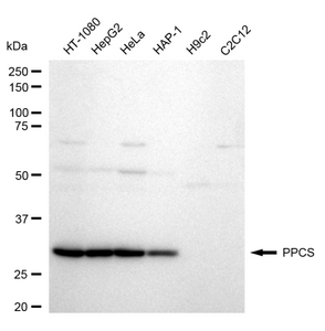 Anti PPCS Antibody, clone 24GB1350, Rabbit Monoclonal clone 24GB1350, recombinant rabbit monoclonal, expressed in HEK293 cells