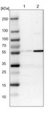 Anti-MFSD11 antibody produced in rabbit Prestige Antibodies® Powered by Atlas Antibodies, affinity isolated antibody, buffered aqueous glycerol solution