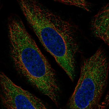 Anti-MARCH6 antibody produced in rabbit Prestige Antibodies&#174; Powered by Atlas Antibodies, affinity isolated antibody