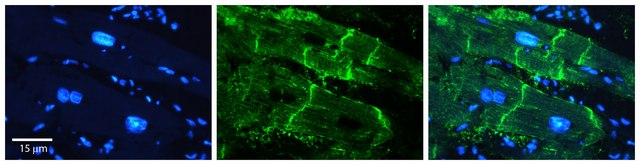 Anti-ATP1B1, (N-terminal) antibody produced in rabbit affinity isolated antibody