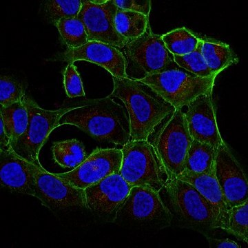 Anti-Dynein Antibody, IC, cytosolic, clone 74.1, Alexa Fluor&#8482; 647 conjugate clone 74.1, from mouse, ALEXA FLUOR&#8482; 647