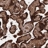 Anti-FBLN1 antibody produced in rabbit Ab1, Prestige Antibodies® Powered by Atlas Antibodies, affinity isolated antibody, buffered aqueous glycerol solution