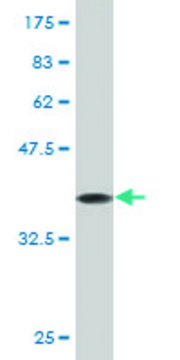 Monoclonal Anti-EIF4EBP1 antibody produced in mouse clone 1F7, purified immunoglobulin, buffered aqueous solution