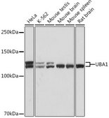 Anti-UBA1 antibody produced in rabbit