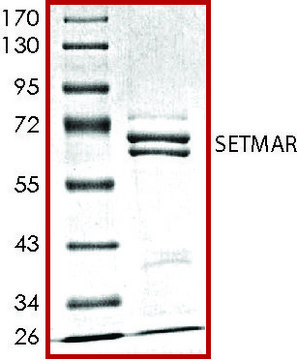 SETMAR, GST tagged human recombinant, expressed in baculovirus infected Sf9 cells, &#8805;70% (SDS-PAGE), buffered aqueous glycerol solution