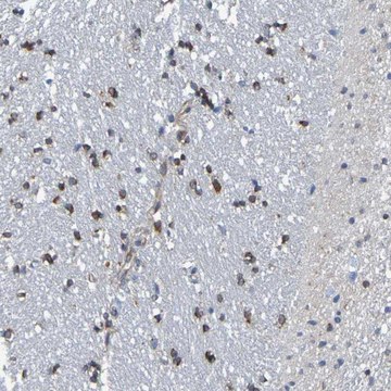 Anti-TMCC3 antibody produced in rabbit Prestige Antibodies&#174; Powered by Atlas Antibodies, affinity isolated antibody, buffered aqueous glycerol solution