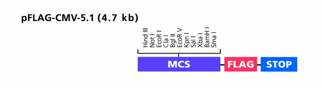 pFLAG-CMV&#8482;-5.1 Expression Vector shuttle vector for intracellular transient expression of C-terminal FLAG