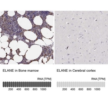 Anti-ELANE antibody produced in rabbit Prestige Antibodies&#174; Powered by Atlas Antibodies, affinity isolated antibody