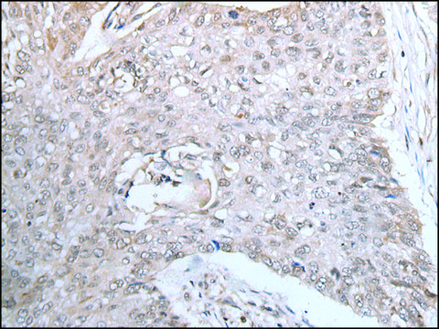 Anti-DUSP3 affinity isolated antibody