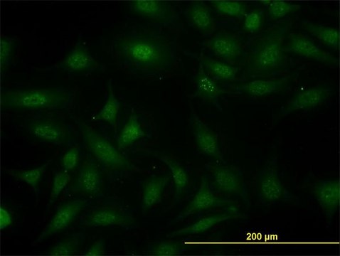 Monoclonal Anti-SUGT1 antibody produced in mouse clone 6G5, purified immunoglobulin, buffered aqueous solution