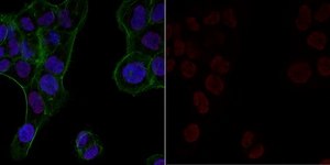 Anti-acetyl-Histone H3 (Lys9) Antibody, Alexa Fluor™ 555 Conjugate from rabbit, ALEXA FLUOR™ 555