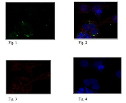 Anti-Linear Ubiquitin, clone 1E3 Antibody clone 1E3, from rabbit