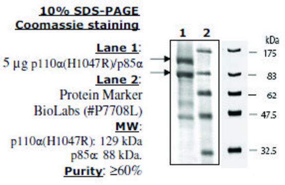 PI3 kinase [p110a(H1047R)/p85a] Active human recombinant, expressed in baculovirus infected insect cells, &#8805;60% (SDS-PAGE)