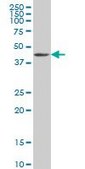 Monoclonal Anti-GDF11 antibody produced in mouse clone 1E6, purified immunoglobulin, buffered aqueous solution