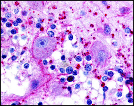 Anti-HTR5A antibody produced in rabbit affinity isolated antibody, buffered aqueous solution