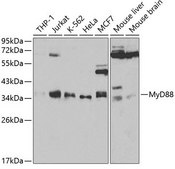 Anti-MyD88 antibody produced in rabbit