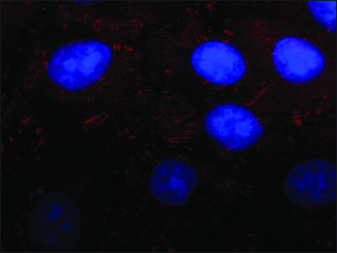 Anti-Kindlin-2 antibody produced in rabbit ~1.0&#160;mg/mL, affinity isolated antibody, buffered aqueous solution