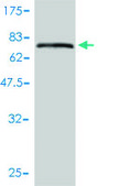 Monoclonal Anti-KRT17 antibody produced in mouse clone 2D4-1G9, purified immunoglobulin, buffered aqueous solution