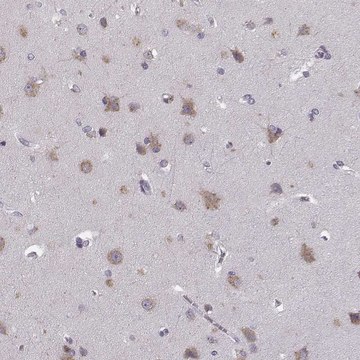 Anti-FAM234B antibody produced in rabbit Prestige Antibodies&#174; Powered by Atlas Antibodies, affinity isolated antibody