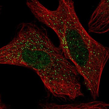 Anti-ADAM32 antibody produced in rabbit Prestige Antibodies&#174; Powered by Atlas Antibodies, affinity isolated antibody