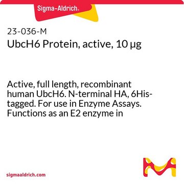 UbcH6 Protein, active, 10 &#181;g Active, full length, recombinant human UbcH6. N-terminal HA, 6His-tagged. For use in Enzyme Assays. Functions as an E2 enzyme in ubiquitination assays.