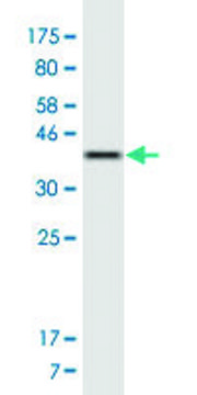 Monoclonal Anti-TRAK1 antibody produced in mouse clone 1C5, ascites fluid