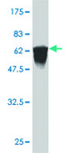 ANTI-FLI1 antibody produced in mouse clone 2D6, purified immunoglobulin, buffered aqueous solution