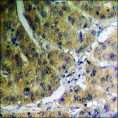 Anti-phospho-Amyloid β A4 (pThr743/668) antibody produced in rabbit affinity isolated antibody