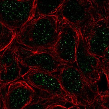 Anti-TBX6 antibody produced in rabbit Prestige Antibodies&#174; Powered by Atlas Antibodies, affinity isolated antibody